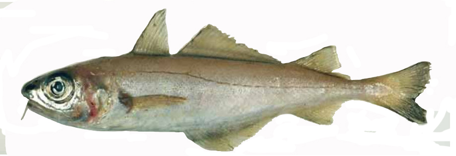 Trisopterus minutus_0055